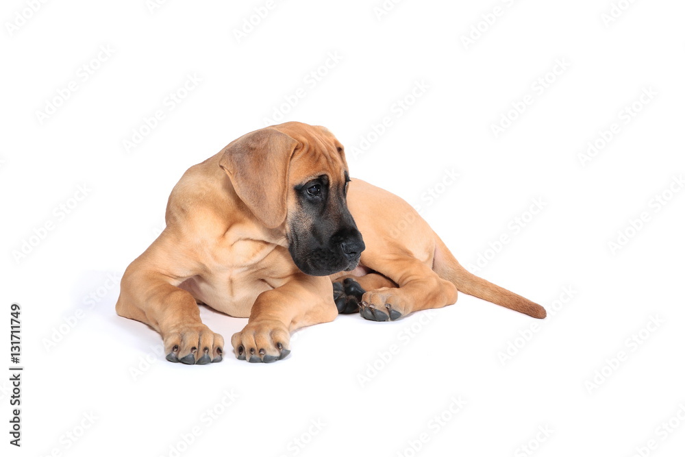 Puppy fawn Great Dane,German breed, in front of white background Puppy fawn Great Dane,German breed, in front of white background