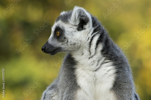 Lemur Katta