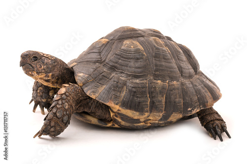 Isolated image of a turtle