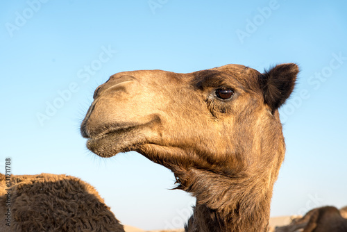 Camel face. camel head. Dromader face. dromader head. camel port © Epic Vision