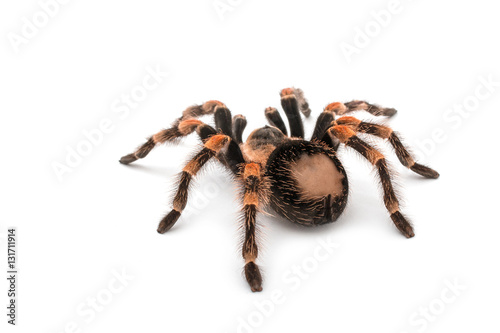Isolated image of a tarantula