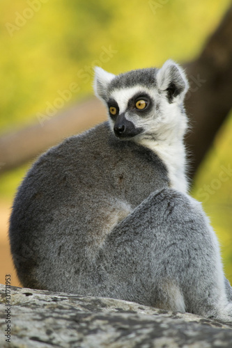 Lemur Katta