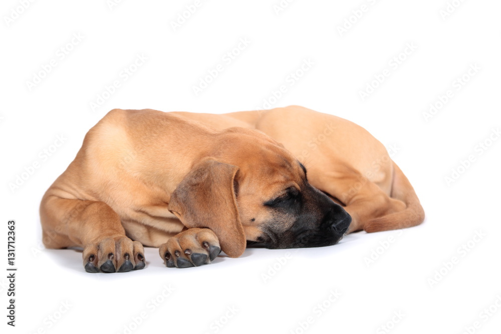 Puppy fawn Great Dane,German breed, in front of white background