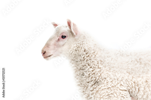 Isolated image of a lamb