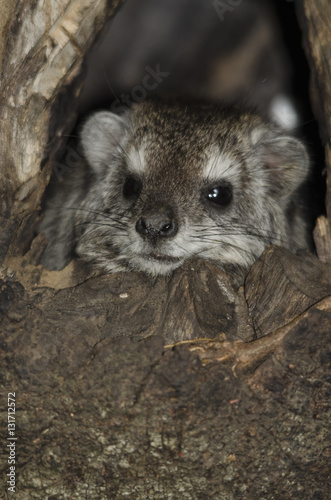 Daman des arbres, tree hyrax, Dendrohyrax arboreus, Mont Meru, parc national d'Arusha,  Tanzanie photo