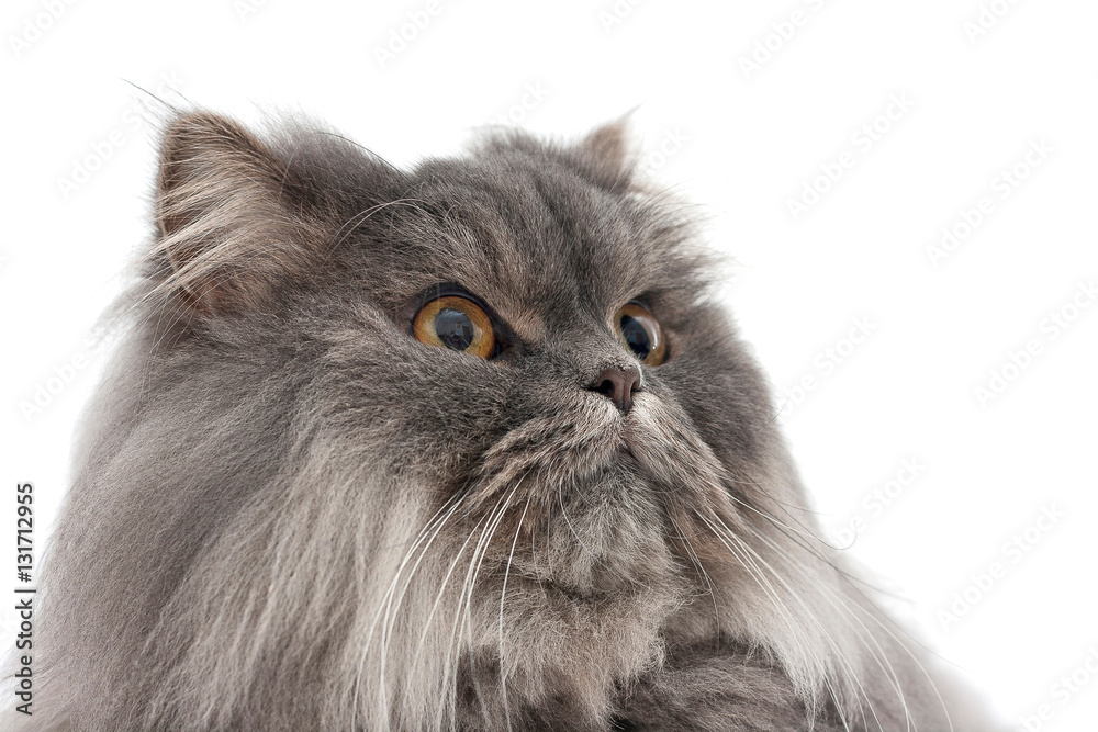 Isolated image of a persian cat