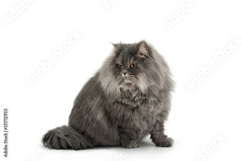 Isolated image of a persian cat