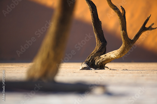 Sussusvlei Deadvlei - Namibia photo