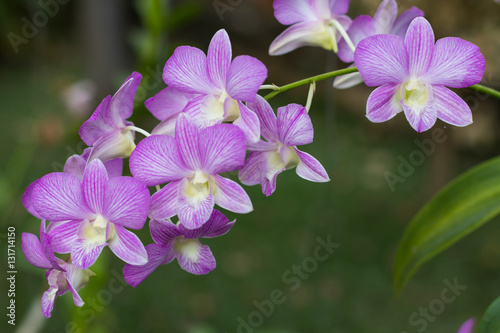 Beautiful bouquet of purple orchids.