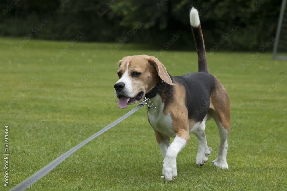 Beagle rennt auf einer Wiese