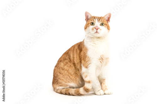 Isolated image of a male house cat