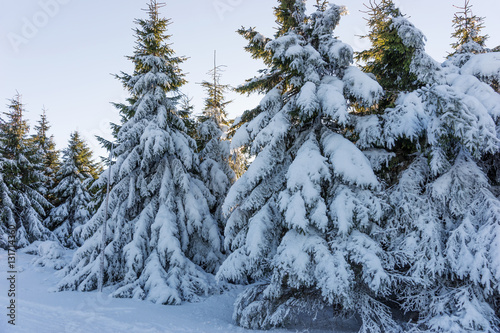 Fir trees covered with snow in forest © kelifamily