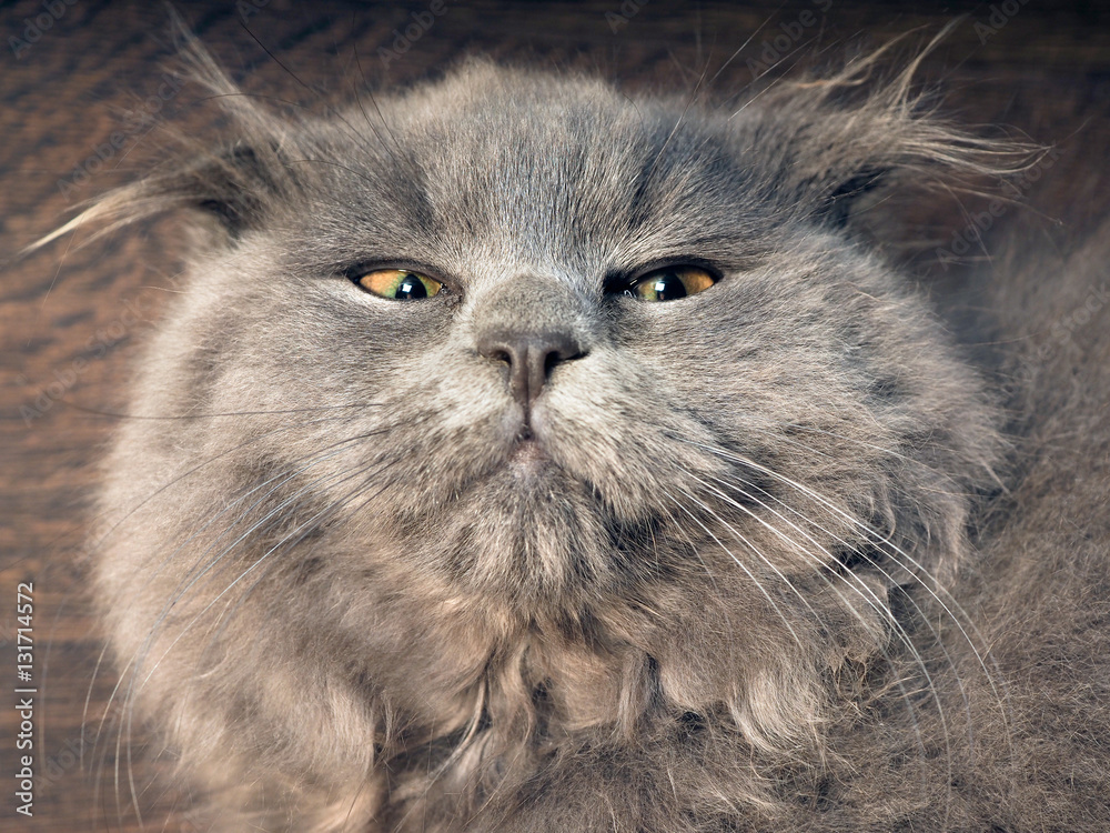 Portrait of a funny gray cat. The British fold cat, fluffy, with tufts on the ears