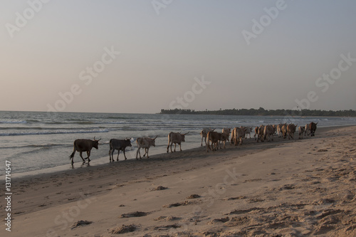 Vacas paseando por la playa, Gambia