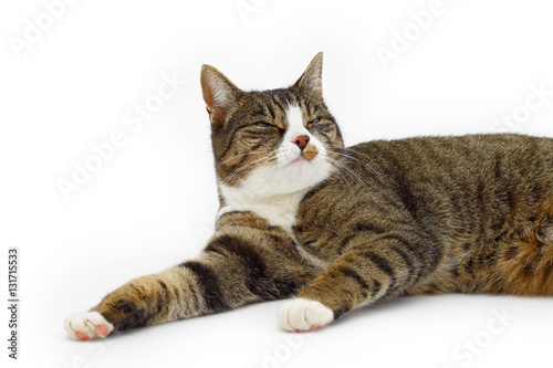 Isolated image of a female house cat