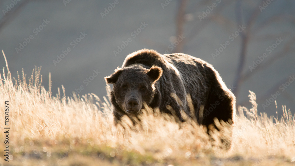 bear, called bear, called