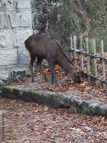 Miyajima's Deer