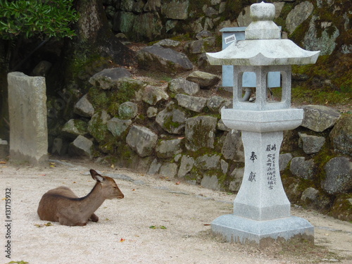 Miyajima Deer & Lamp