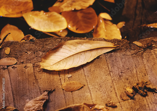 Vintage background, dry tropical leaves lying on wooden board.