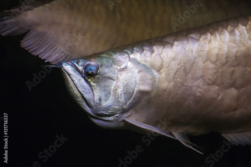 Macro underwater fish. photo