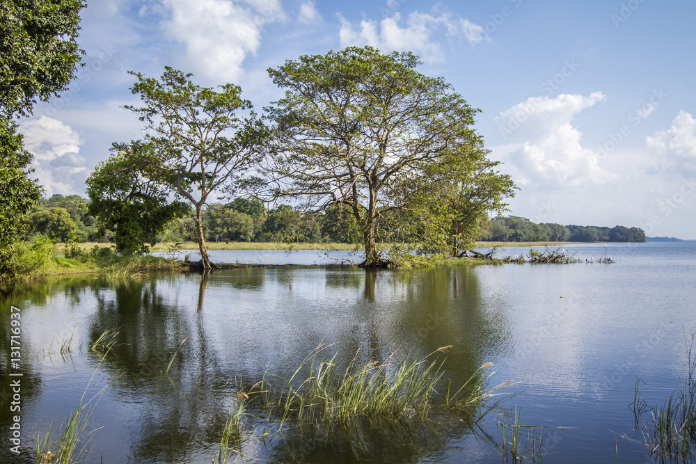 Fototapeta premium Minneriya reservoir, Sri Lanka