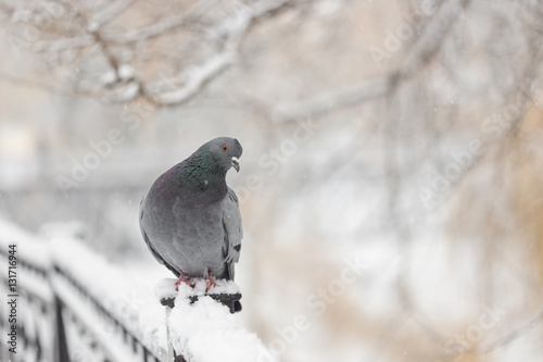 city pigeon sitting on a fence in winter © makam1969