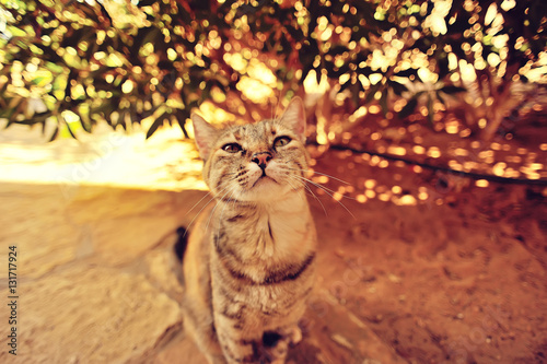 curious cat posing