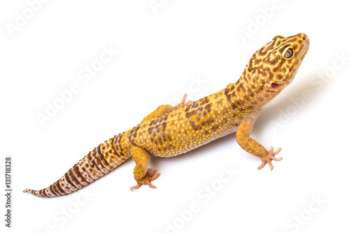Isolated image of a leopard gecko