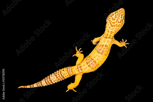 Isolated image of a leopard gecko