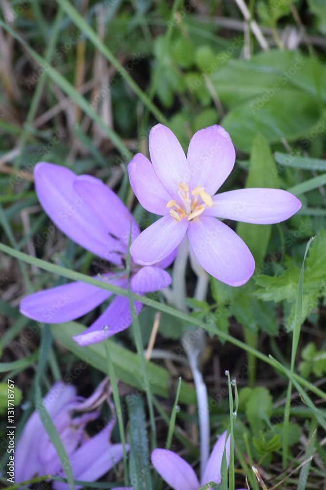 Macro photo. Autumn purple Crocus flower. It emphasizes the beauty of the green grass.