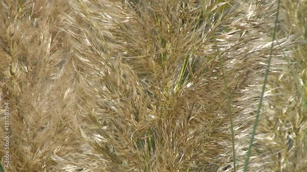 Der Wind bewegt die buschigen Binsengräser (Großaufnahme) Der Wind bewegt die buschigen Binsengräser (Großaufnahme)