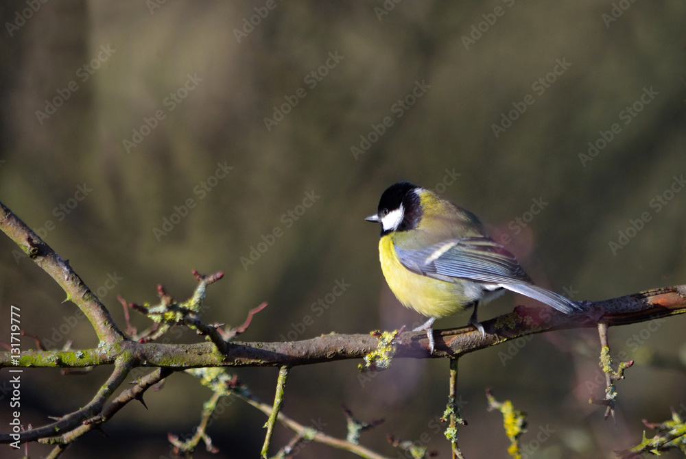 Fototapeta premium Great Tit perched on branch