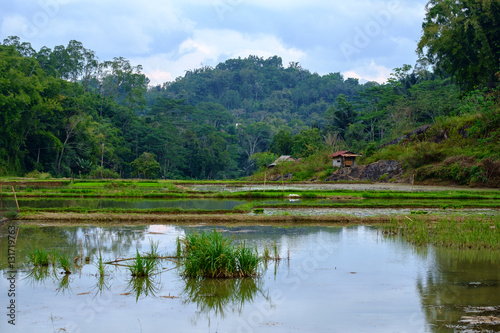 Rice Cultivation in Tana Toraja