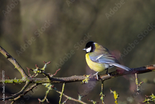 Great Tit perched on branch