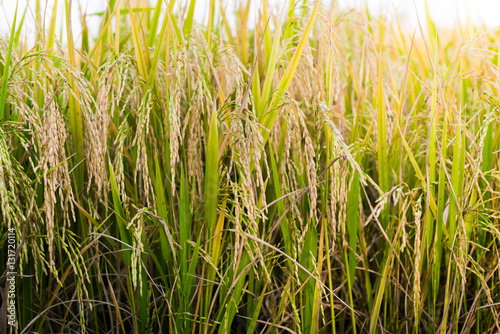 closeup of Rice field