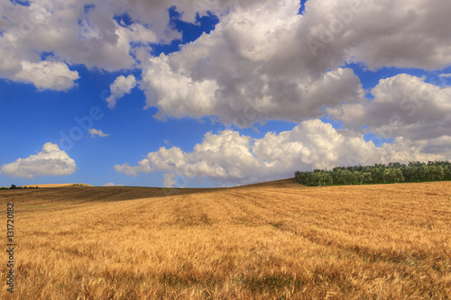  RURAL LANDSCAPE SUMMER.Between Apulia and Basilicata  hilly landscape with cornfield dominated by a clouds.ITALY. Olive grove on a hill between fields of grain.