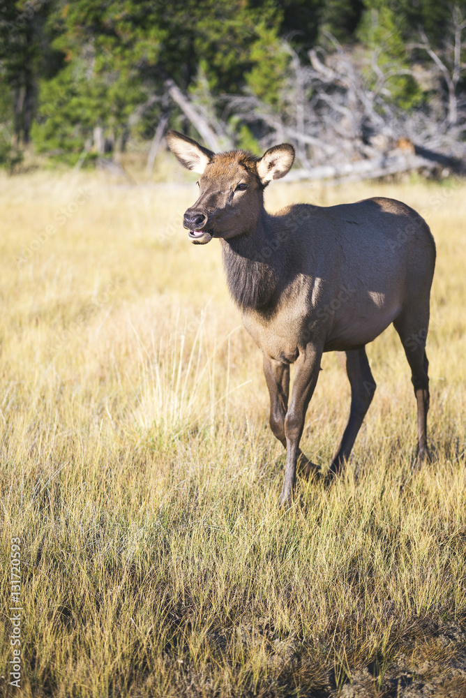 USA, Wyoming, Yellowstone National park, female wapiti on a meadow USA, Wyoming, Yellowstone National park, female wapiti on a meadow