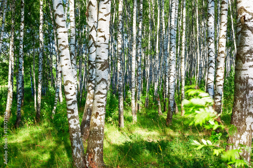 Fototapeta premium summer in sunny birch forest
