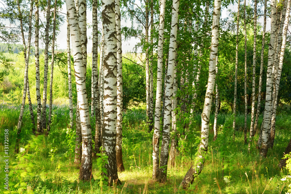 summer in sunny birch forest