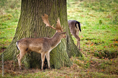 deer standing by a tree, playing hide and seek photo