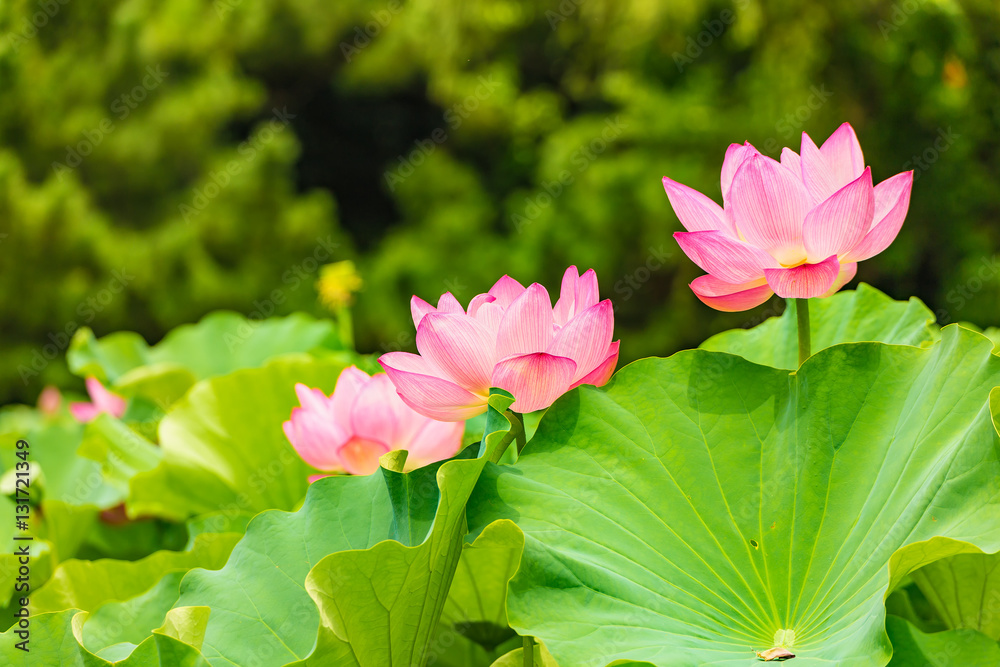 The Lotus Flower.Background is the lotus leaf and lotus flower and tree.Shooting location is the Sankeien in Yokohama, Kanagawa Prefecture Japan. The Lotus Flower.Background is the lotus leaf and lotus flower and tree.Shooting location is the Sankeien in Yokohama, Kanagawa Prefecture Japan.