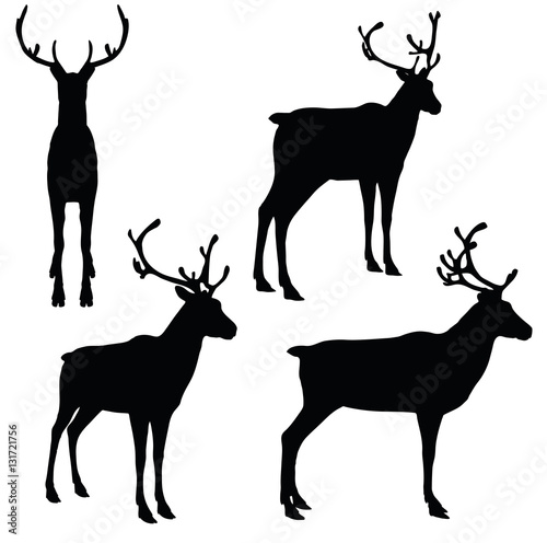 Reindeer on white background