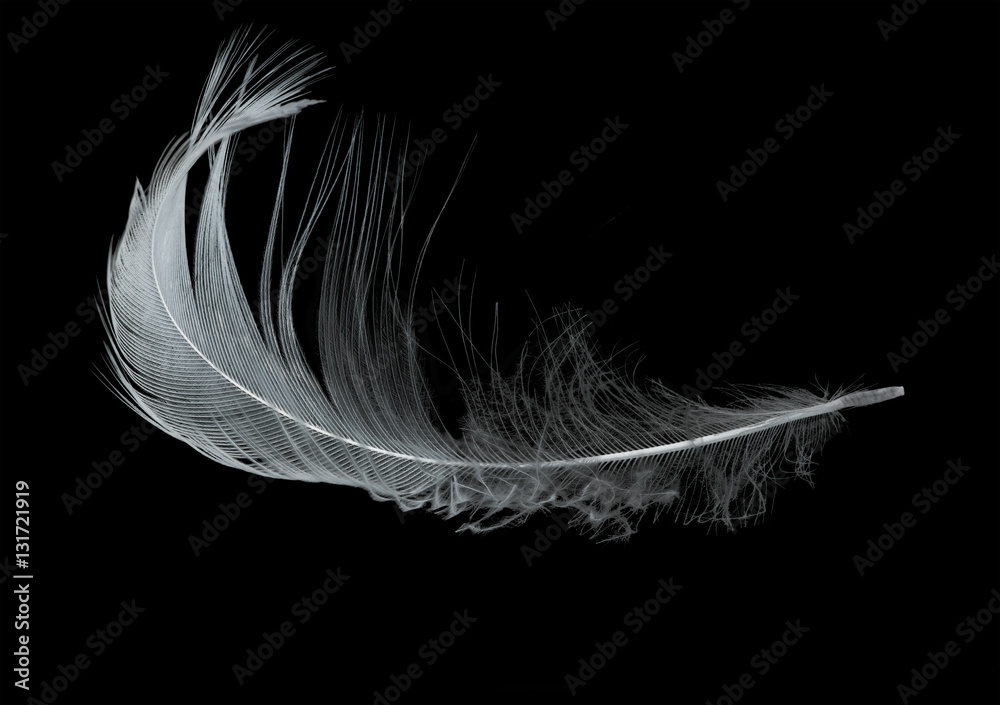 Naklejka premium isolated on black single light feather