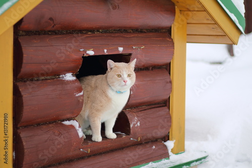 Рыжий кот сидит в деревянном домике. photo