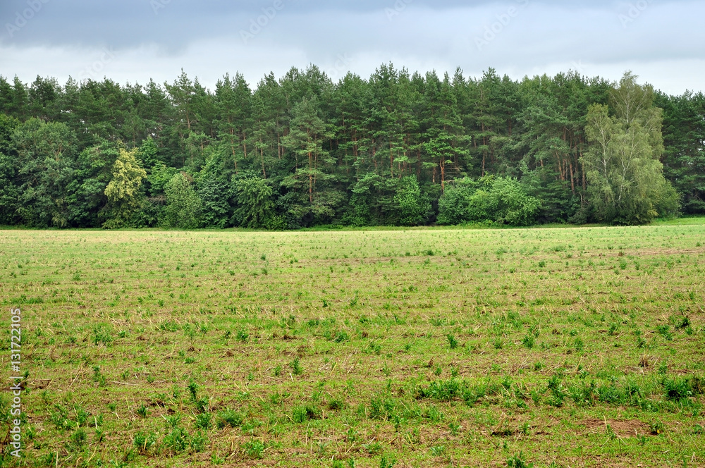 Obraz premium Agricultural field after harvest. The sloping green field with grass and remnants of hay on the background of coniferous forest.