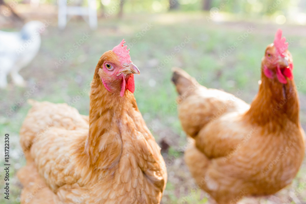 Fototapeta premium Two Hens Buddies