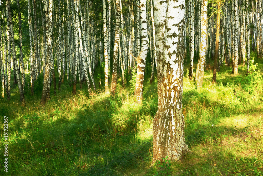 Obraz premium summer in sunny birch forest