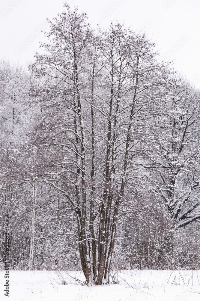 Fototapeta premium sun in winter forest trees covered with snow