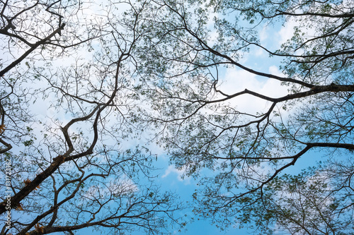 Dry tree branches with sky and cloud background.