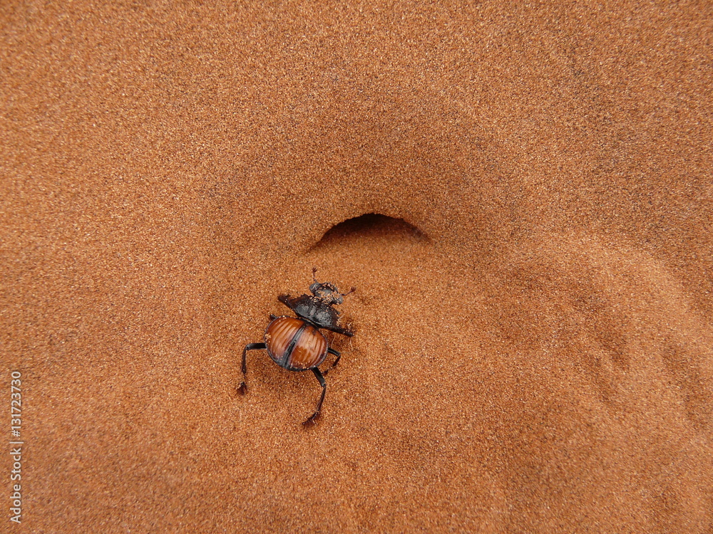 Pillendreher in der Namib vor seinem Bau Pillendreher in der Namib vor seinem Bau